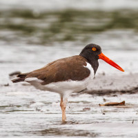 American Oystercatcher